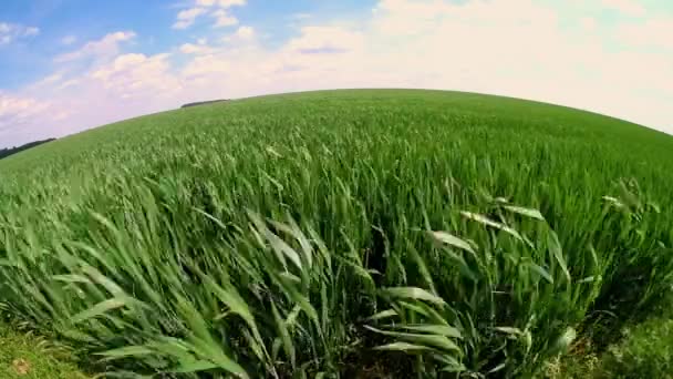 Feld Der Schönen Frühlingshaften Grünen Roggen Und Weizen Nahaufnahme Für — Stockvideo