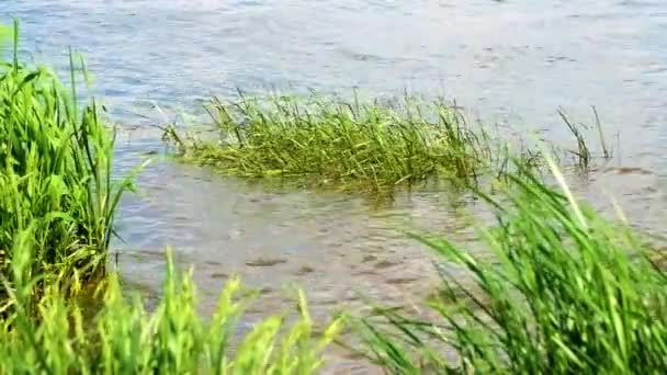 Roseaux Inondés Sur Les Vagues Lac — Video