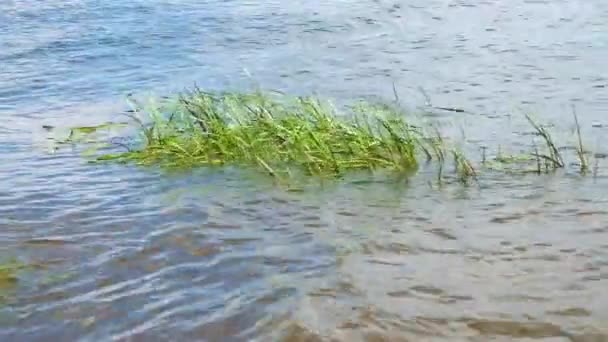 Cañas Inundadas Las Olas Del Lago — Vídeo de stock