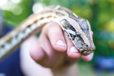 İnsanoğlunun elinde olan Reticuated Python 'un başı