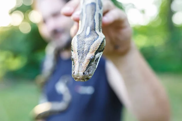 Tête de python réticulé entre les mains de l'homme — Photo