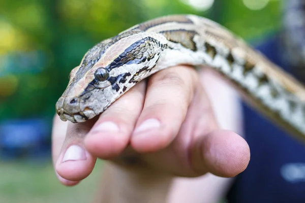 Head of Reticulated python in the hands of man Royalty Free Stock Photos