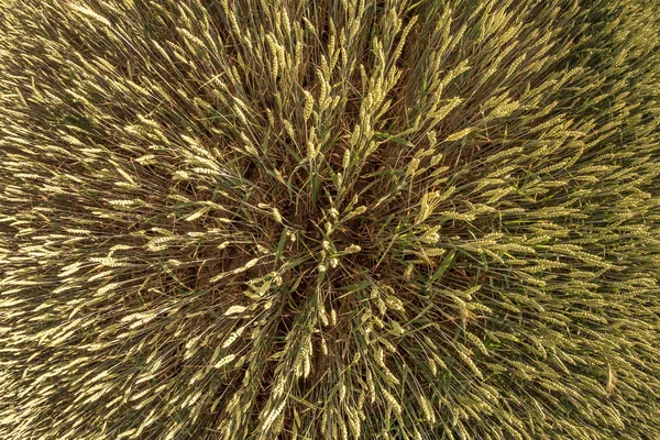 Campo de bela primavera centeio verde e trigo closeup para a indústria verde. Ângulo largo na vista superior — Fotografia de Stock