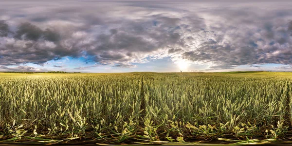 Completo esférico sin costuras hdri panorama 360 grados ángulo de visión entre los campos de centeno y trigo en el atardecer de verano por la noche con nubes impresionantes en proyección equirectangular, contenido de realidad virtual VR AR listo — Foto de Stock