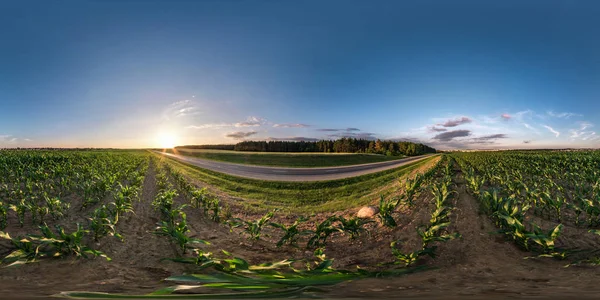 Volledig naadloos sferisch HDRI Panorama 360 graden hoek weergeven in de buurt van asfalt weg tussen Cornfield in de zomeravond zonsondergang in een rechthoekige projectie, klaar VR AR Virtual Reality-inhoud — Stockfoto