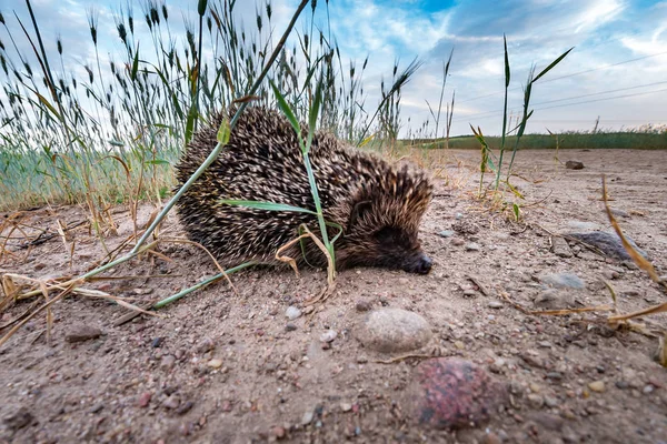 Mladý ježek na pšeničném poli při západu slunce — Stock fotografie