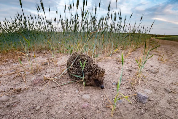 Mladý ježek na pšeničném poli při západu slunce — Stock fotografie