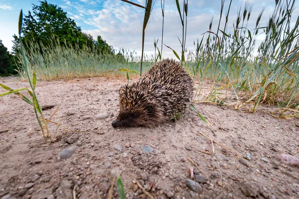 Mladý ježek na pšeničném poli při západu slunce — Stock fotografie