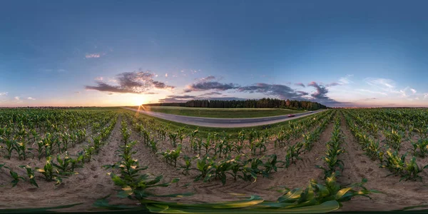 Tam dikişsiz küresel hdri panorama 360 derece açı görünümü equirectangular projeksiyon yaz akşamı gün batımında mısır tarlası arasında asfalt yol yakınında, hazır Vr Ar sanal gerçeklik içeriği — Stok fotoğraf