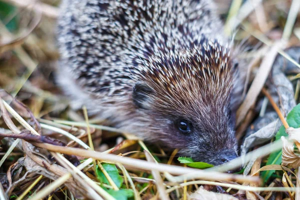 Young hedgehog in grass — Stock Photo, Image