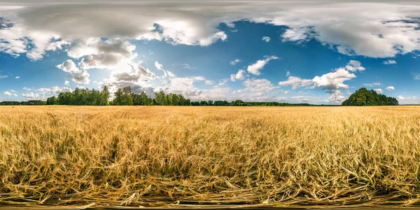 Повна сферична безшовна панорама HDri 360 градусів кута зору серед житніх і пшеничних полів в літній вечірній захід сонця з чудовими хмарами в рівносторонній проекції, готовий віртуальний реальний зміст VR AR — стокове фото