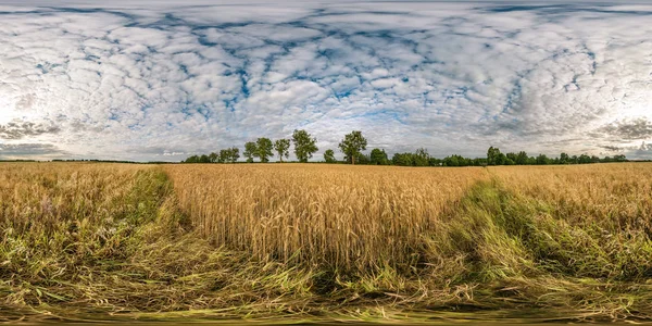 Πλήρη χωρίς συγκόλληση σφαιρικό HDRI πανόραμα 360 μοίρες θέα γωνία μεταξύ σίκαλη και σιτηρά χωράφια την ημέρα του καλοκαιριού με όμορφα σύννεφα cirrocumilus σε ισοορθογώνια προβολή — Φωτογραφία Αρχείου