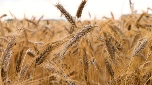 Spighe Grano Segale Ondeggiano Nel Vento Tempo Raccolta — Video Stock