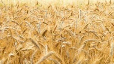 rüzgarın içinde buğday veya çavdar sallama başakçık. hasat süresi