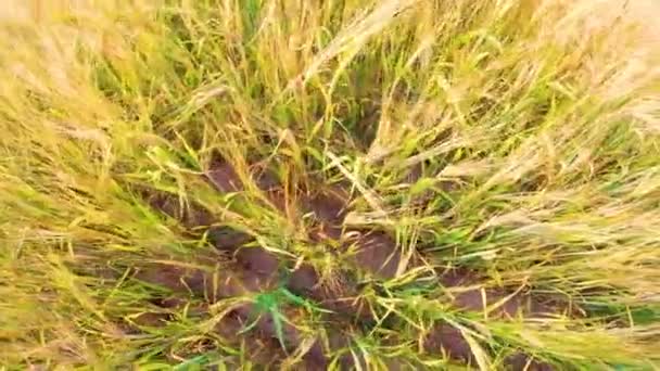 大麦の耳が風に揺れている 緑の産業のための美しい夏の金ライ麦大麦と小麦クローズアップのフィールド 広角トップビュー — ストック動画