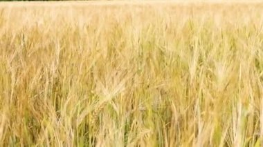 Yeşil sanayi için güzel altın arpa ve buğday tarlaları. Arpa dikenleri rüzgarda sallanıyor. hasat zamanı