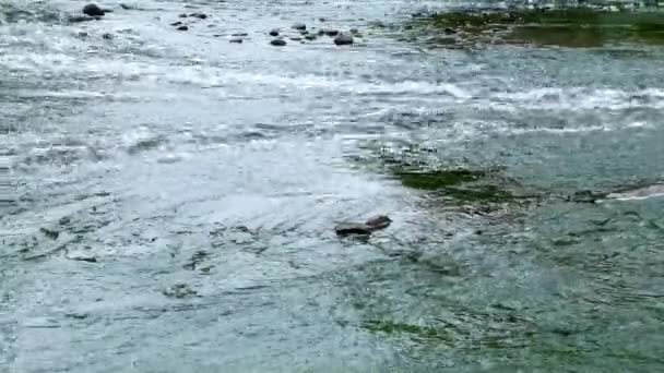 Blandnings Zon Avloppsvattenutsläpp Tätorts Avloppsvatten Flod Förorening Staden Dumpar Fjällbäck — Stockvideo