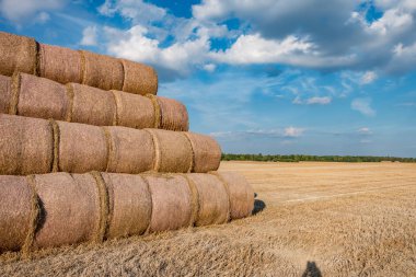 hasat alan arasında Hay rulo balyalar büyük saman yığını. sığır yatak