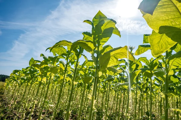 Plantação de campo de tabaco sob céu azul com grandes folhas verdes — Fotografia de Stock
