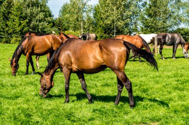 elit atlar sürüsü ormanın yakınındaki çimenlerde otluyor