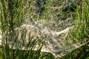 gün doğumunda çam dallarında bir örümcek ağı üzerinde sabah çiy damla 