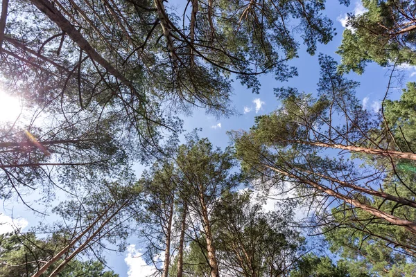 Πλατιά βολή από δέντρα που φυτρώνουν στον ουρανό. ψηλό πευκόδασος — Φωτογραφία Αρχείου