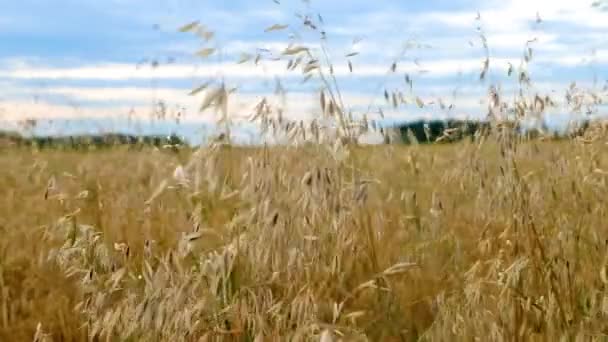 Oren Van Gerst Zwaaien Wind Veld Van Mooie Zomer Goud — Stockvideo