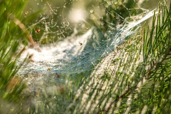 Tropfen Morgentau auf einem Spinnennetz auf Kiefernzweigen bei Sonnenaufgang — Stockfoto