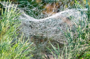 güneş ışığı parlama ile gün doğumunda çam dallarında bulanık altın örümcek ağı üzerinde sabah çiy damla