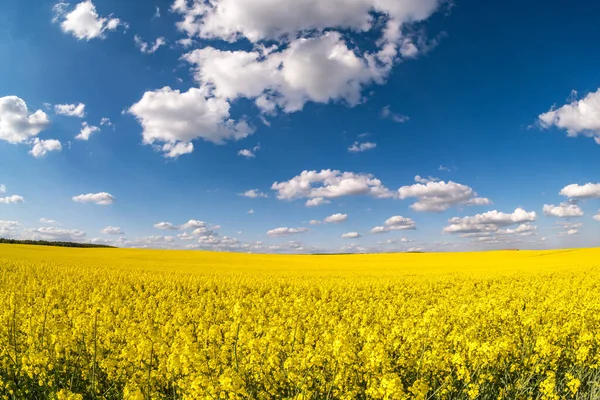 Field Beautiful Springtime Golden Flower Rapeseed Blue Sky — Stock Photo, Image