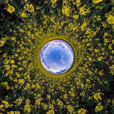 Küresel Panorama 'nın küçük gezegen dönüşümünün 360 derece tersi. Kolza tohumu tarlasında muhteşem bulutlarla küresel soyut hava görüntüsü. Uzayın eğriliği.