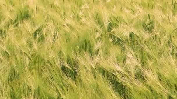 Field Beautiful Summer Gold Rye Barley Wheat Green Industry Barley — Stock Video