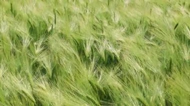 Yeşil sanayi için güzel altın arpa ve buğday tarlaları. Arpa dikenleri rüzgarda sallanıyor. hasat zamanı