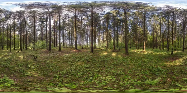 Πλήρες Σφαιρικό Hdri Panorama 360 Μοίρες Γωνία Προβολής Πευκοδάσος Equiορθογώνια — Φωτογραφία Αρχείου