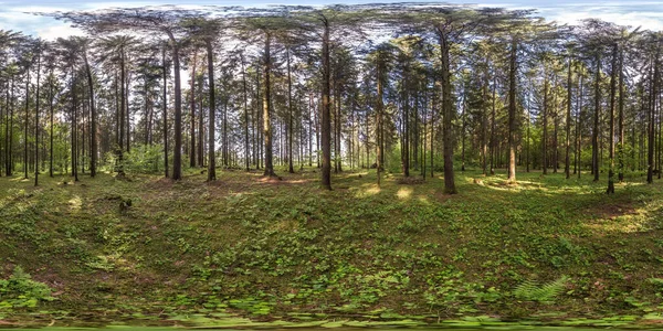 Tam küresel hdri panorama 360 derecelik açıyla Pinery Ormanı 'nda eş dikdörtgen yansıma. VR AR içeriği