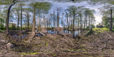 Tam pürüzsüz küresel hdri panorama 360 derece açıyla uzun ağaçlar arasında bataklık suyundaki ormanı eş dikdörtgen projeksiyonla, hazır VR AR sanal gerçeklik içeriği