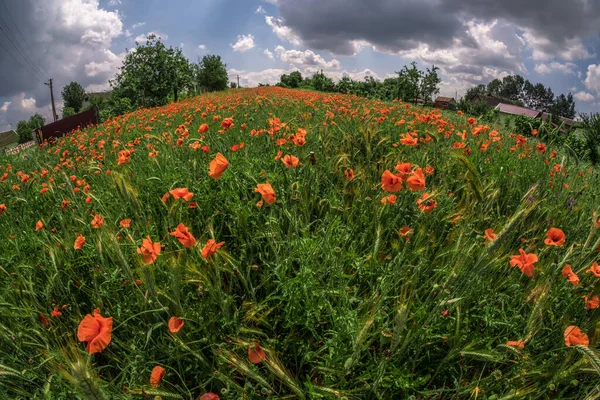 Величезне Поле Червоних Макових Квітів — стокове фото