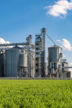 Tarımsal ürünlerin, unun, mısır gevreğinin ve tahılın kuru temizleme ve depolanması için tarım işleme ve imalat tesisinde gümüş silolar. Granary asansörü. 