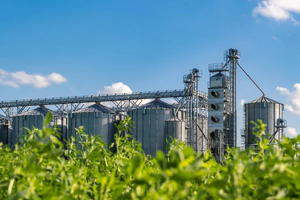 Silos Plata Planta Agroprocesamiento Fabricación Para Procesamiento Secado Limpieza Almacenamiento —  Fotos de Stock