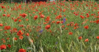 Büyük kırmızı gelincik çiçekleri tarlası