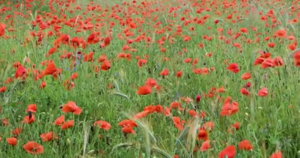 赤いケシの花の巨大なフィールド — ストック動画