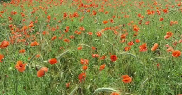 赤いケシの花の巨大なフィールド — ストック動画