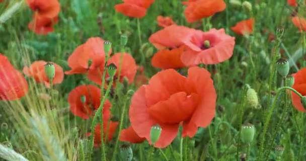 真紅のケシの花が風に揺れる — ストック動画