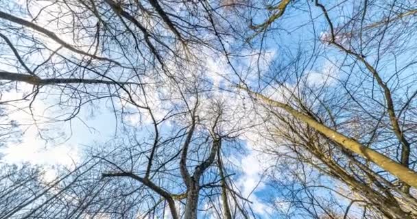 Girando Torsión Debajo Bosque Alto Árboles Creciendo Cielo — Vídeo de stock