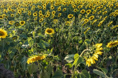 Bahçede çiçek açan parlak sarı ayçiçekleri cilt sağlığını geliştirir ve hücre yenilenmesini teşvik eder.