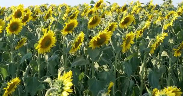 Heldere Gele Zonnebloemen Volle Bloei Tuin Voor Olie Verbetert Gezondheid — Stockvideo