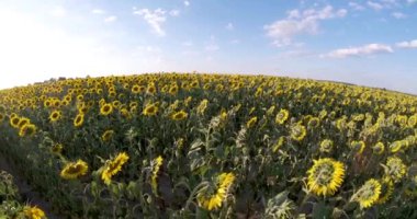 Bahçede çiçek açan parlak sarı ayçiçeklerinden oluşan panorama deri sağlığını geliştirir ve hücre yenilenmesini teşvik eder.