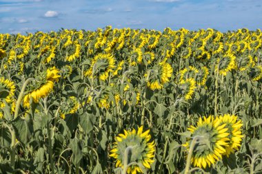 Bahçede çiçek açan parlak sarı ayçiçekleri cilt sağlığını geliştirir ve hücre yenilenmesini teşvik eder.