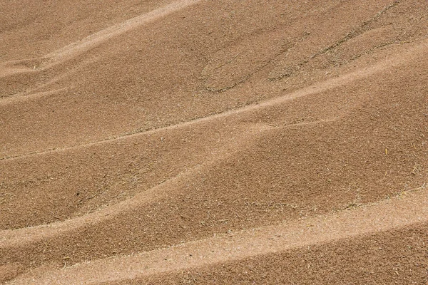 Много Твердой Красной Озимой Пшеницы Тритикале Ржаного Зерна — стоковое фото