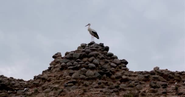 Cicogna Erge Muro Pietra Distrutto Poi Vola — Video Stock